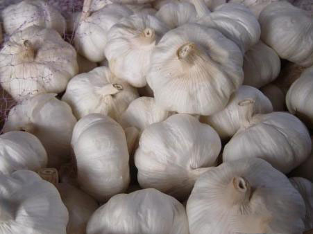 農業科普:你所不知道的大蒜的秘密,帶你走進大蒜的世界