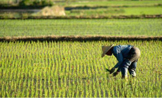 陳錫文:發(fā)展現(xiàn)代農(nóng)業(yè),意味著要消滅小農(nóng)戶嗎?