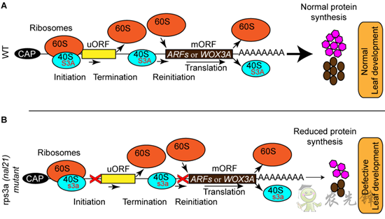 水稻葉片的寬窄,由這個(gè)核糖體蛋白來(lái)調(diào)控