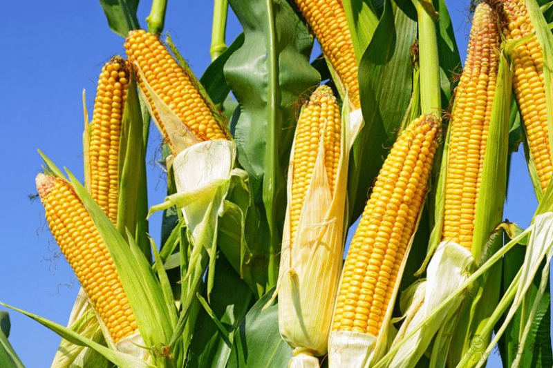 【深度透視】美國糧食巨頭是怎樣一步一步控制壟斷中國糧食的?