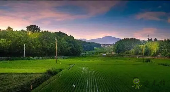 日本農產品自給率下降，糧食安全排名卻上升