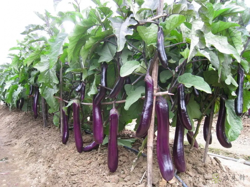 入伏后可以種植什么蔬菜?注意事項有哪些?