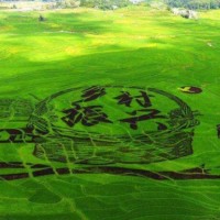 “五谷豐登、兩全其美”鄉村振興整體解決方案