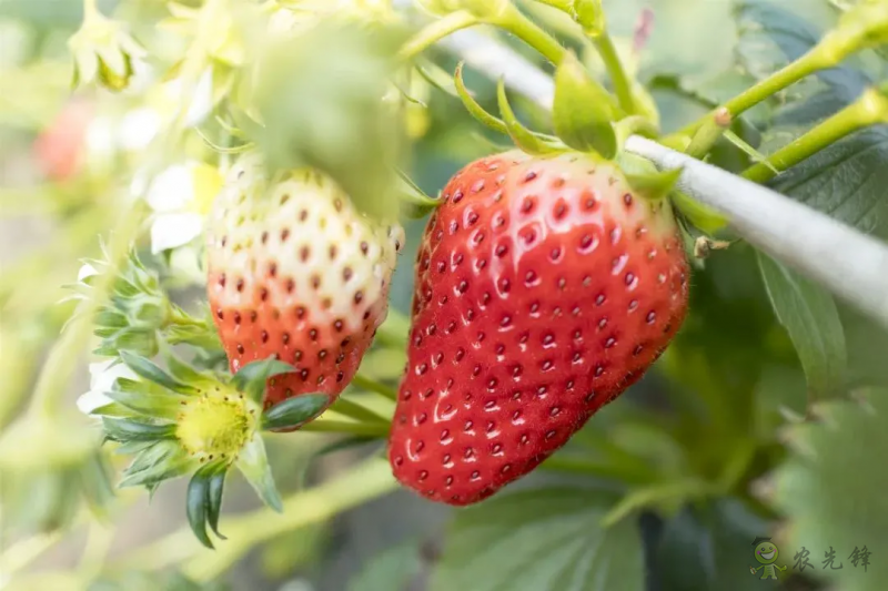 半年銷售額2億元!遼寧丹東“空中草莓”火了!