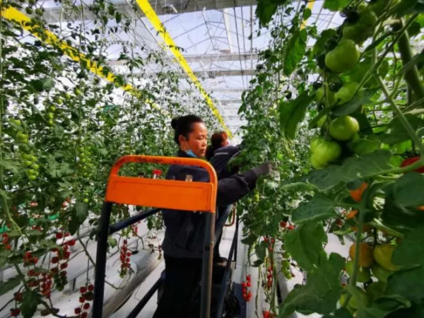 人均年收入40萬+,壽光蔬菜成功秘訣到底是什么