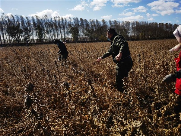黑龍江大豆育種取得重大突破：5個品種平均畝產突破570斤