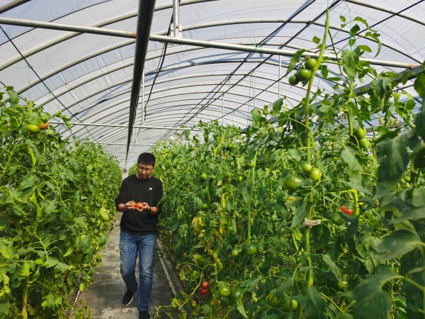 塑料大棚“智能化”,北京開(kāi)展高效設(shè)施農(nóng)業(yè)用地試點(diǎn)