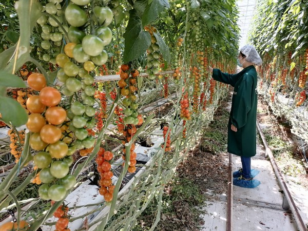 塑料大棚“智能化”,北京開(kāi)展高效設(shè)施農(nóng)業(yè)用地試點(diǎn)