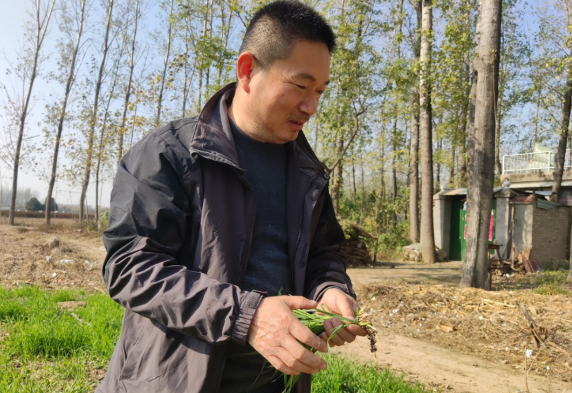 國家加大農業獎補力度,對農民種糧是個好消息,2022年該如何調整