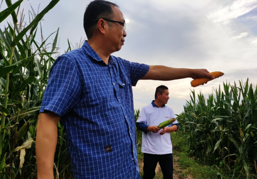 國家加大農業獎補力度,對農民種糧是個好消息,2022年該如何調整