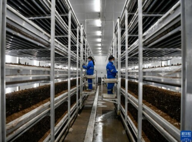 河北灤平:打造智慧農業園區 促進食用菌產業快速發展