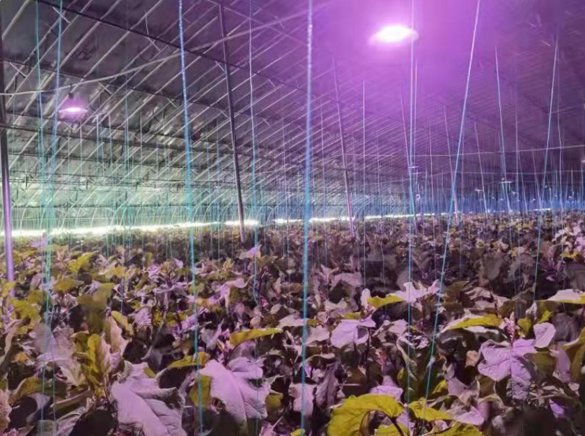 濰坊青州:智慧農業為鄉村振興注入新活力