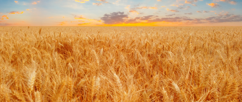 農業物聯網的作用？農業物聯網都應用在哪？