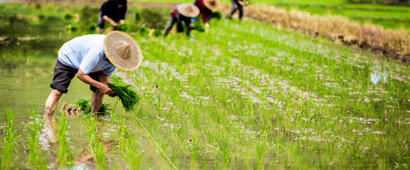 農業物聯網的作用？農業物聯網都應用在哪？