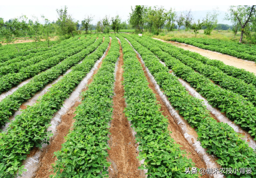 農(nóng)作物起壟種植有哪些好處？起壟時如何確定最佳壟高？
