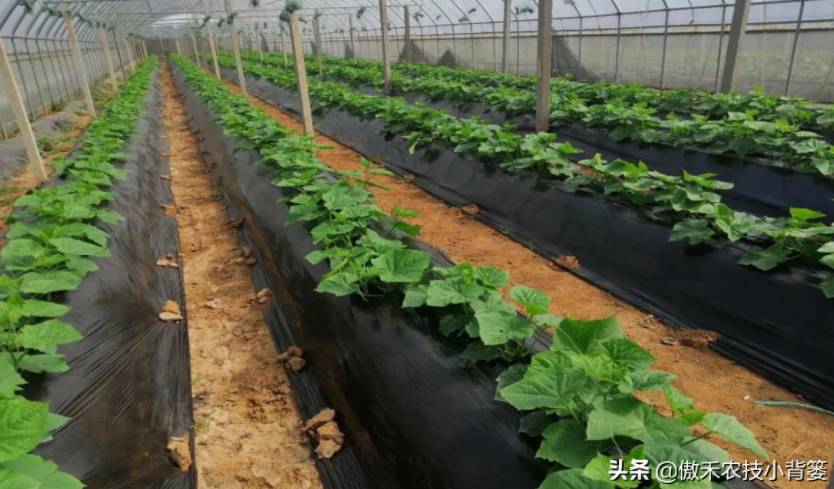 農(nóng)作物起壟種植有哪些好處？起壟時如何確定最佳壟高？