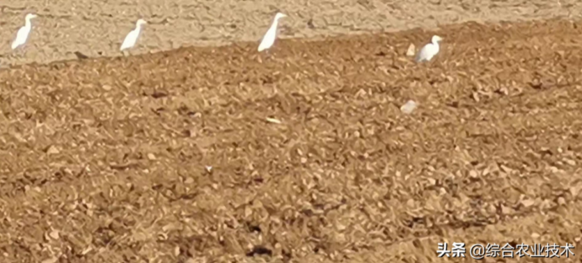 玉米地病蟲害越來越重,冬季閑了有辦法預(yù)防病蟲害嗎?