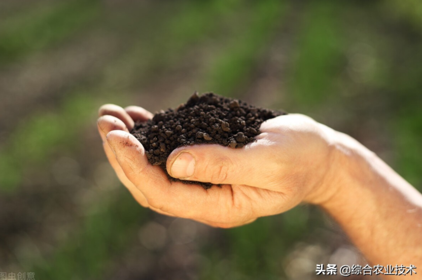 玉米地病蟲害越來越重,冬季閑了有辦法預(yù)防病蟲害嗎?