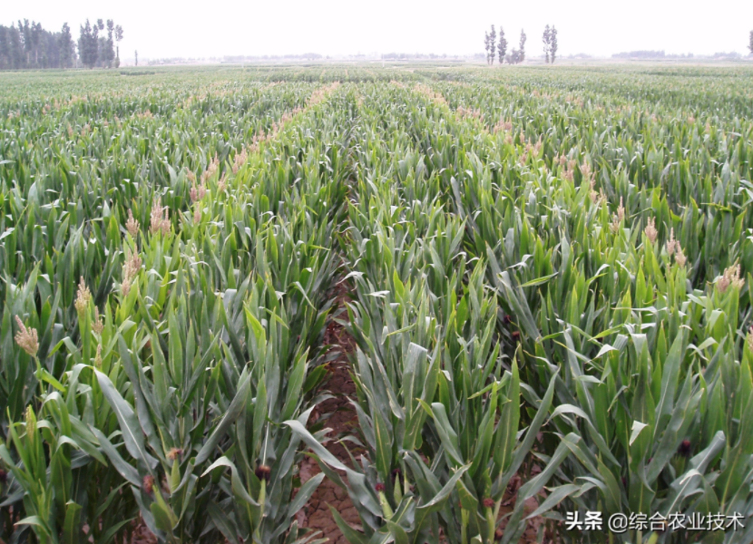 紅軸品種高產呢還是白品種高產?