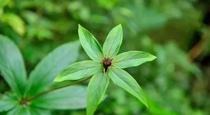 甘肅移動:“5G技術”進藥田,智慧農業“顯身手”