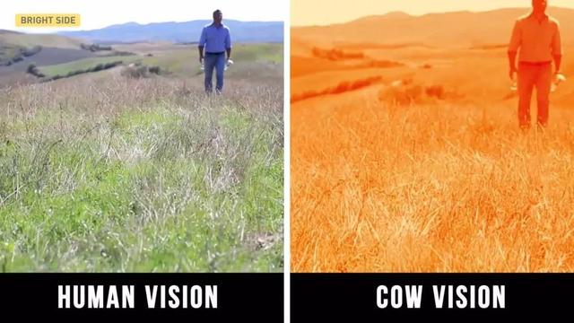 元宇宙催產(chǎn)！土耳其奶牛戴上VR頭盔