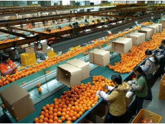 標準化,農業品牌化的致勝之路