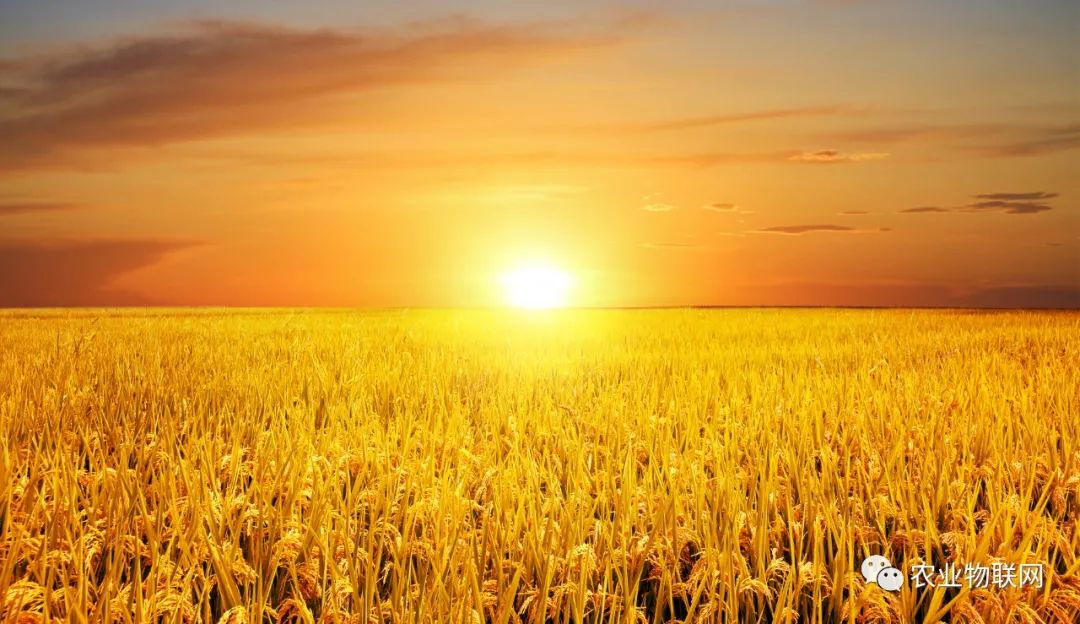 未來種業(yè)的競爭，是種子、農藥和數(shù)字農業(yè)的綜合競爭