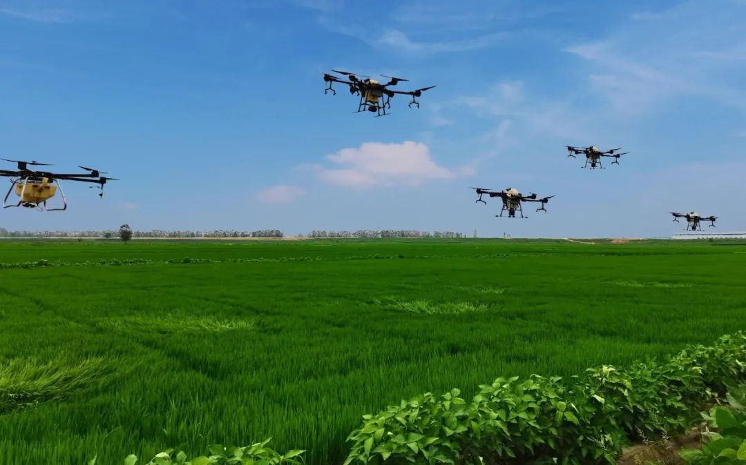 農(nóng)作物病蟲害是影響農(nóng)作物穩(wěn)產(chǎn)增產(chǎn)的重要因素,科學(xué)有效防控是保單產(chǎn)、穩(wěn)總產(chǎn)的關(guān)鍵舉措。 農(nóng)作物病蟲害是影響農(nóng)作物穩(wěn)產(chǎn)增產(chǎn)的重要因素,科學(xué)有效防控是保單產(chǎn)、穩(wěn)總產(chǎn)的關(guān)鍵舉措。