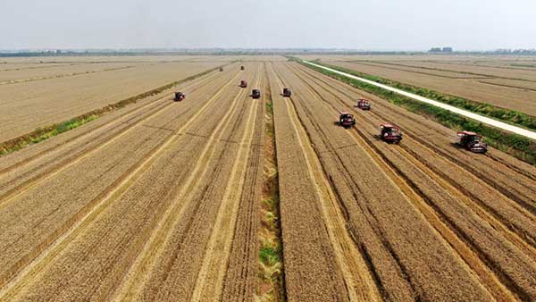 耕好“無形糧田”——從夏糧主產區看“全鏈條節糧減損”路徑 耕好“無形糧田”——從夏糧主產區看“全鏈條節糧減損”路徑