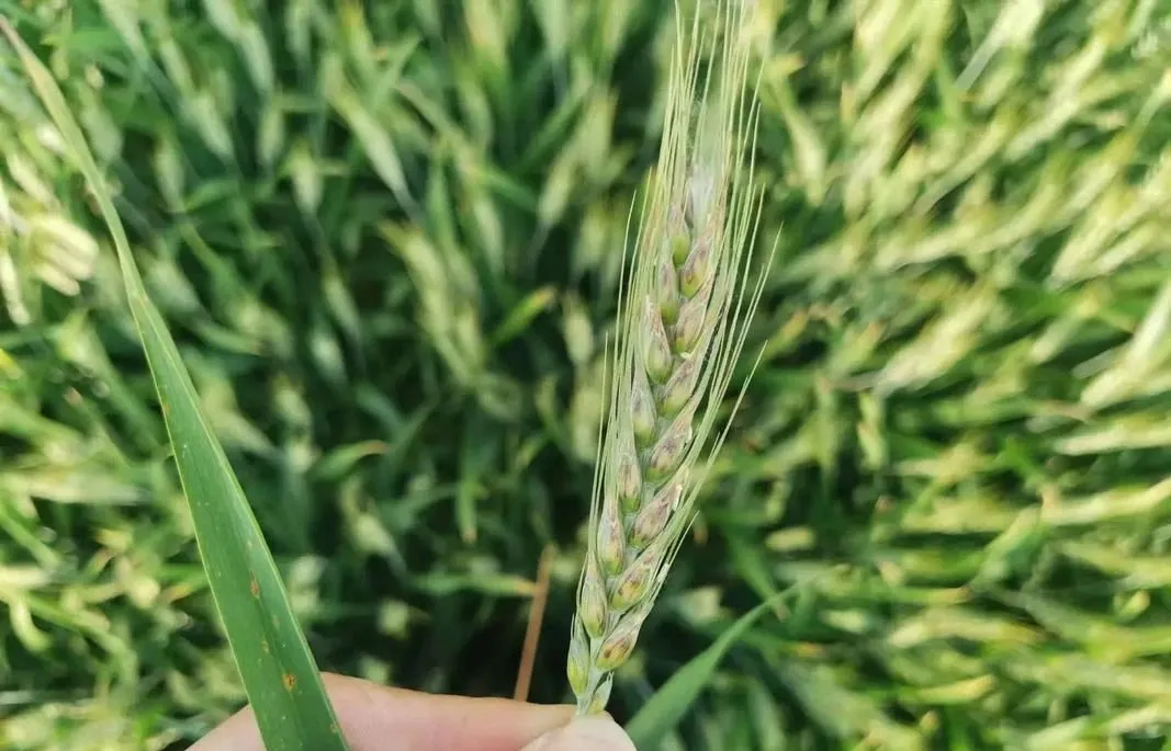 2025年全國農(nóng)作物重大病蟲害發(fā)生形勢嚴峻 2025年全國農(nóng)作物重大病蟲害發(fā)生形勢嚴峻